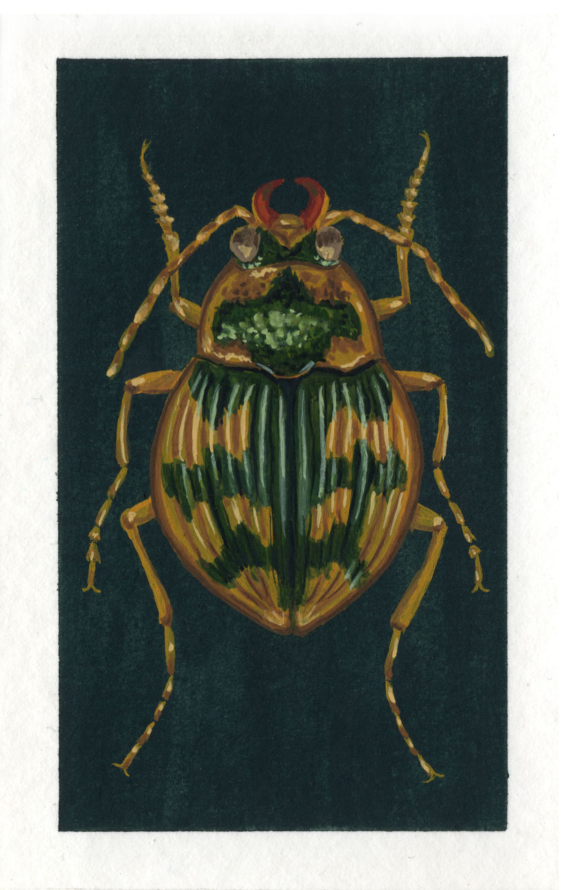 Beetle project 15