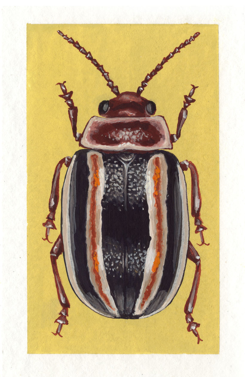 Beetle project 17