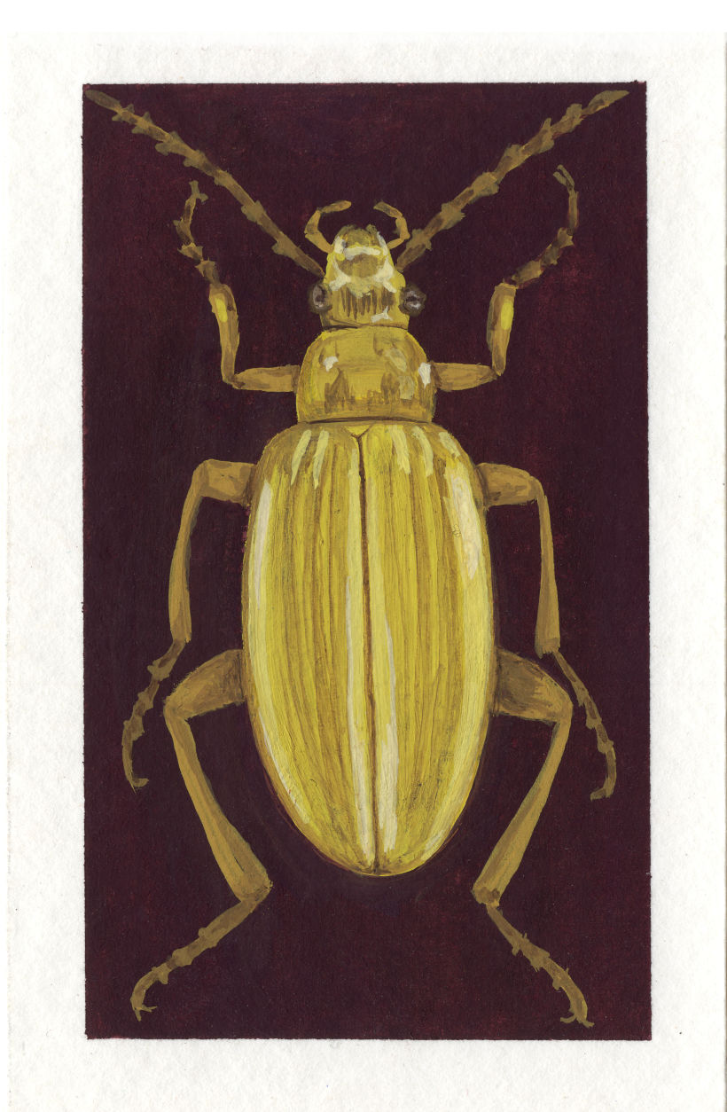 Beetle project 18