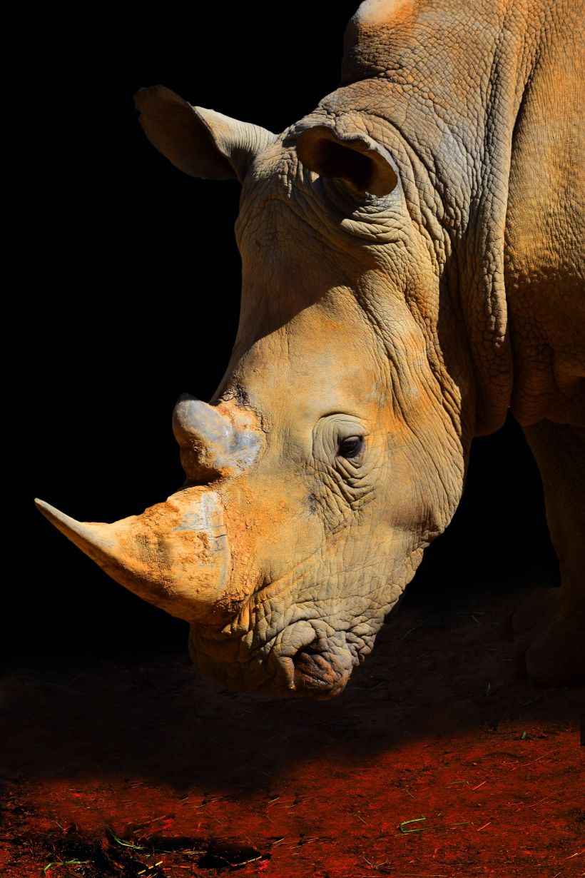 "Rhino World" Source Image 01:  meg-jerrard-Z3THoUgooDs-unsplash