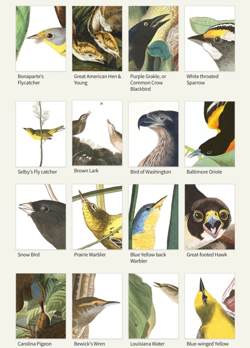 Some of the watercolors of birds that you can download.