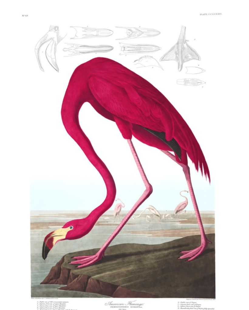 American Flamingo.