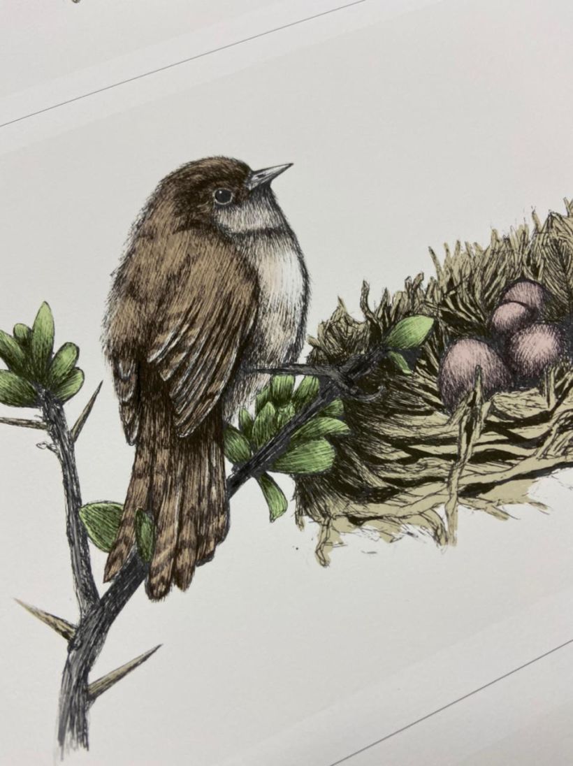 Mi Proyecto del curso: Ilustración naturalista con bolígrafo “Cherquán 4