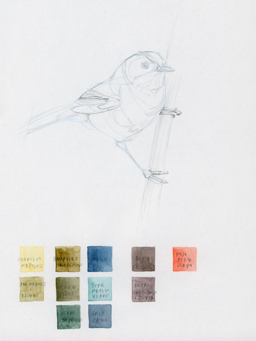 Siete Colores / Many-colored Rush Tyrant. Mi Proyecto del curso: Ilustración naturalista de aves con acuarela 1
