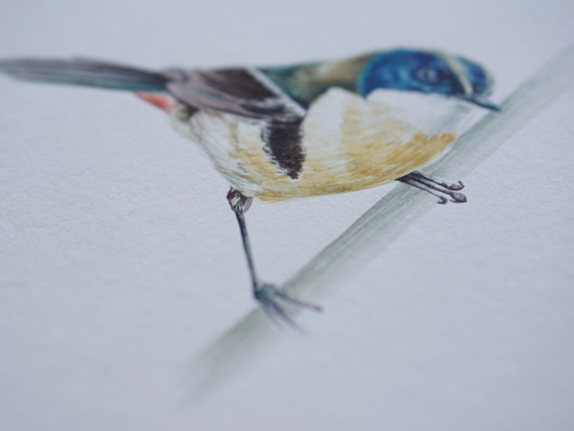 Siete Colores / Many-colored Rush Tyrant. Mi Proyecto del curso: Ilustración naturalista de aves con acuarela 3