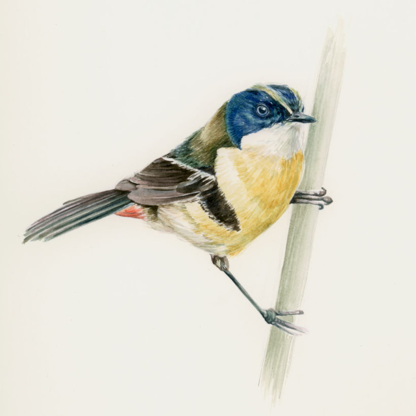 Siete Colores / Many-colored Rush Tyrant. Mi Proyecto del curso: Ilustración naturalista de aves con acuarela 4