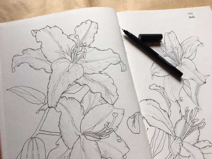 Hydrangea Elegant Floral Botany Drawing · Creative Fabrica