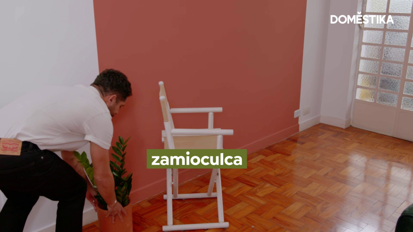 You can find zamioculcas in a range of sizes, which make them very versatile.
