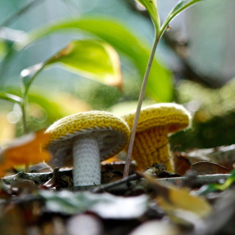 Crochet mushrooms 10