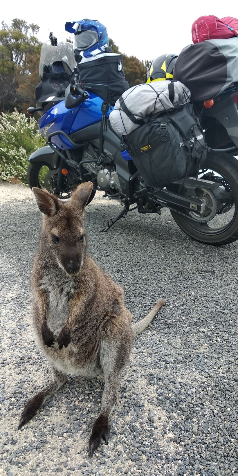 This Little Fella was just hanging around next to our motorbike. So cute !