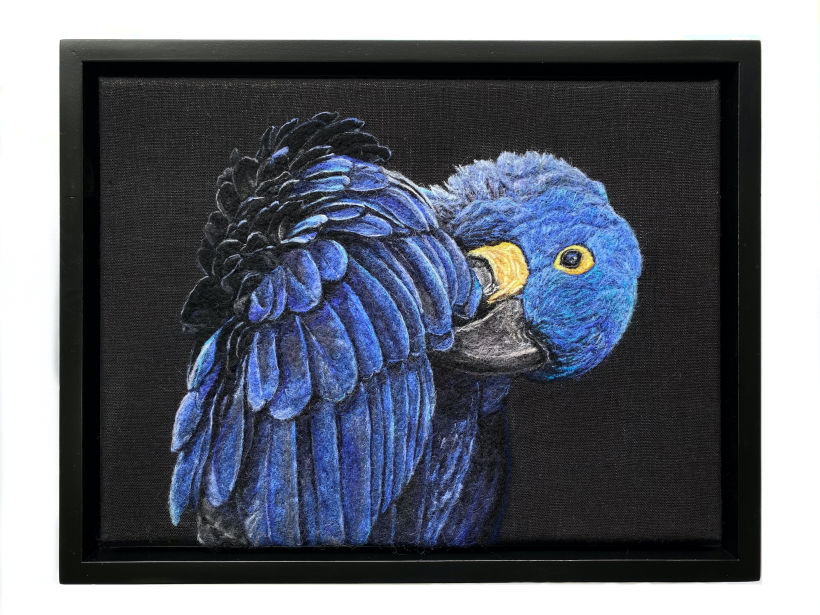 Hyacinth Macaw Portrait 1
