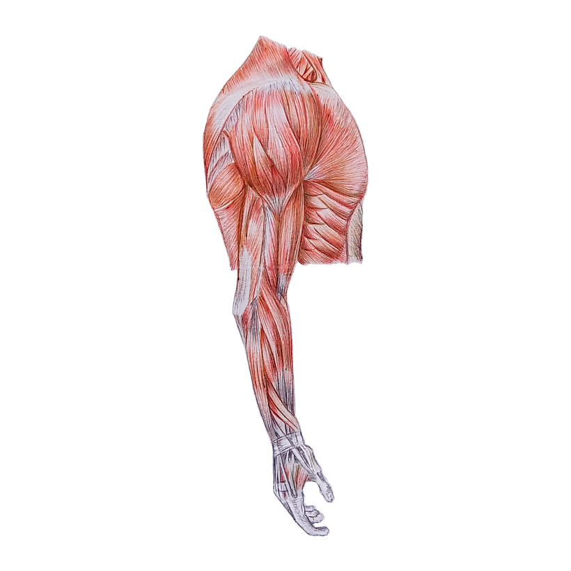 Ilustración de los músculos superficiales del brazo y antebrazo 1