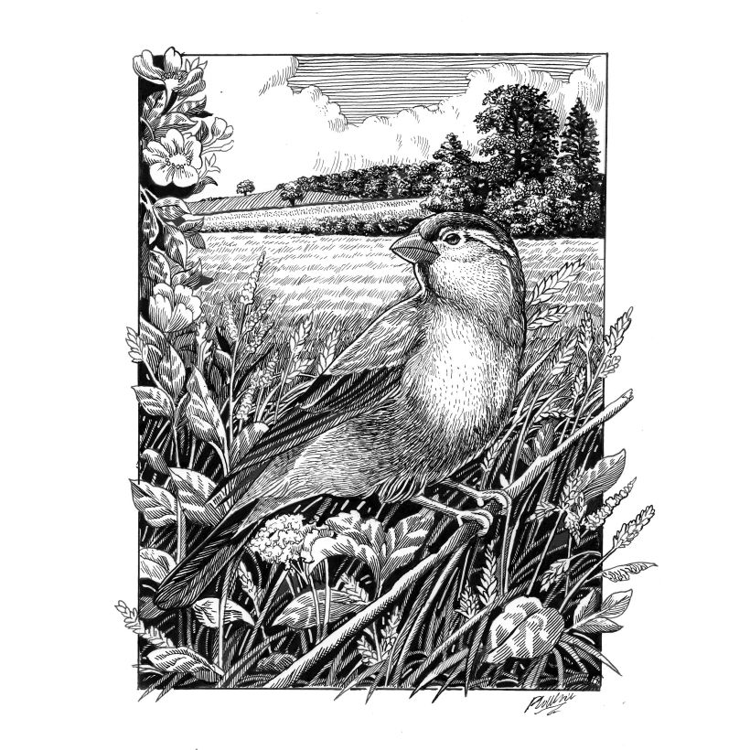 My project in Dip Pen and Ink Illustration: Capturing The Natural World course 3
