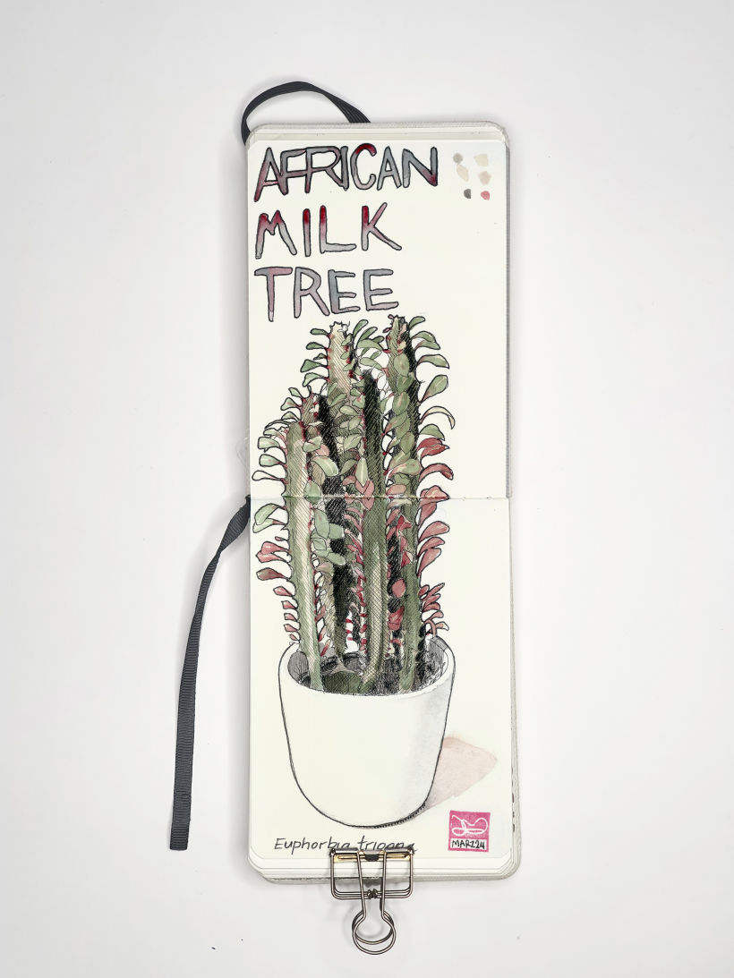 African Milk Tree de María José