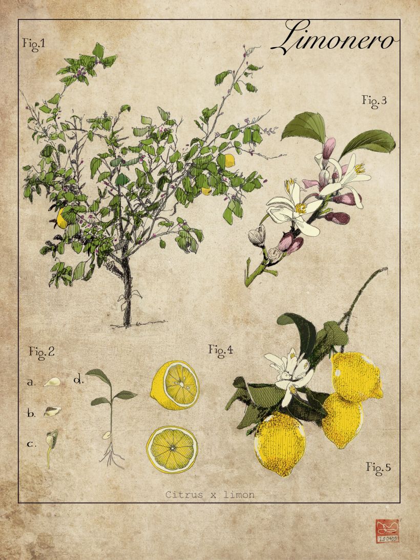 Lámina Botánica Casida, siglo XIX