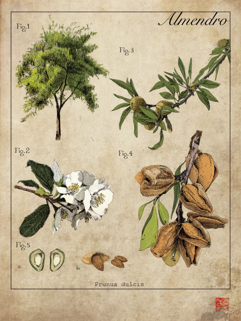 láminas Botánicas 6