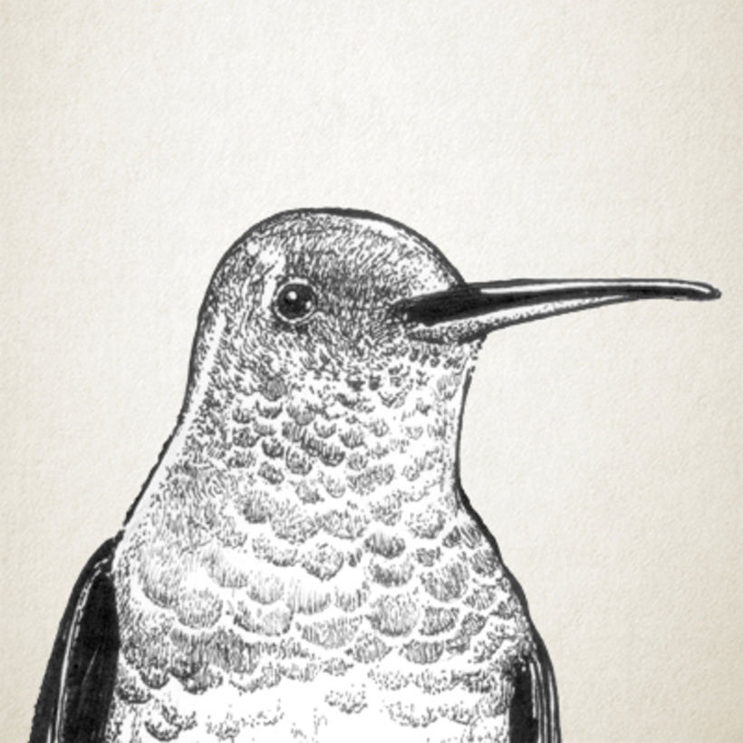 El Colibrí. Ilustración de Lucas Galván (El torpor de los colibríes, 2021)