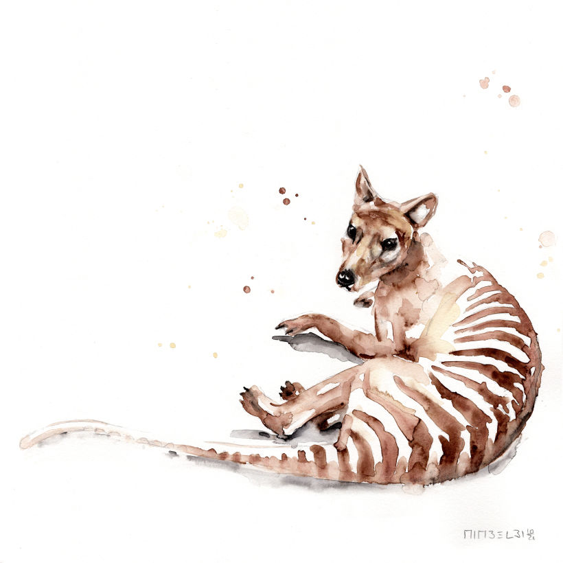 Day 26 - extinct (Tasmanischer Tiger / Thylacine, the last one died 1936)