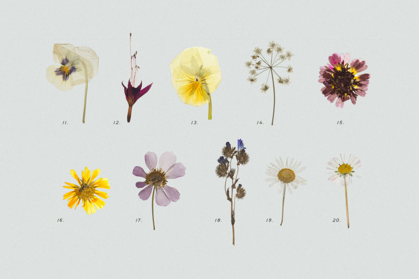 Pressed Dry Flowers & Herbs Vol.2 - Design Cuts