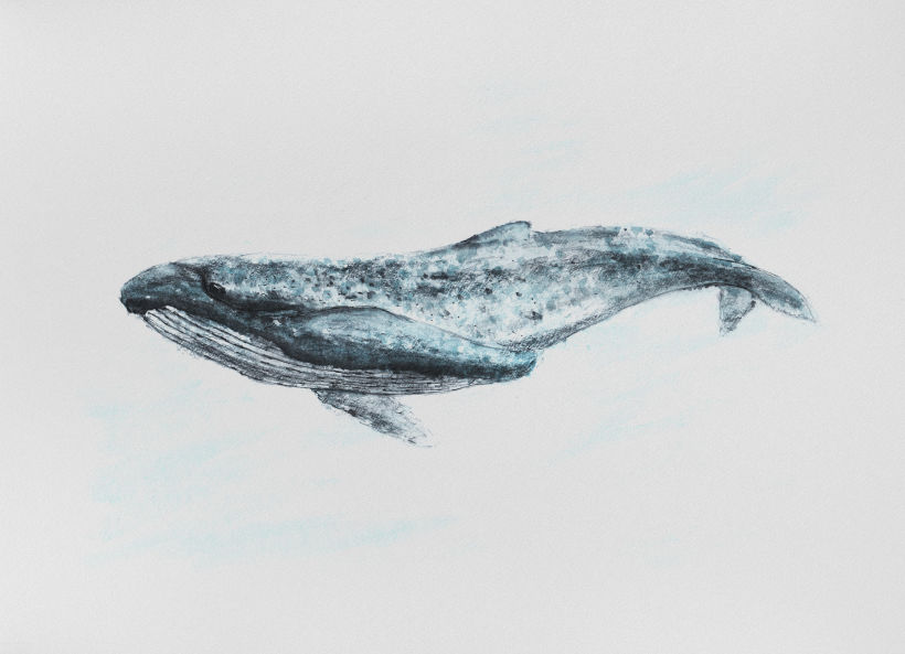 Free blue whale - Vector Art