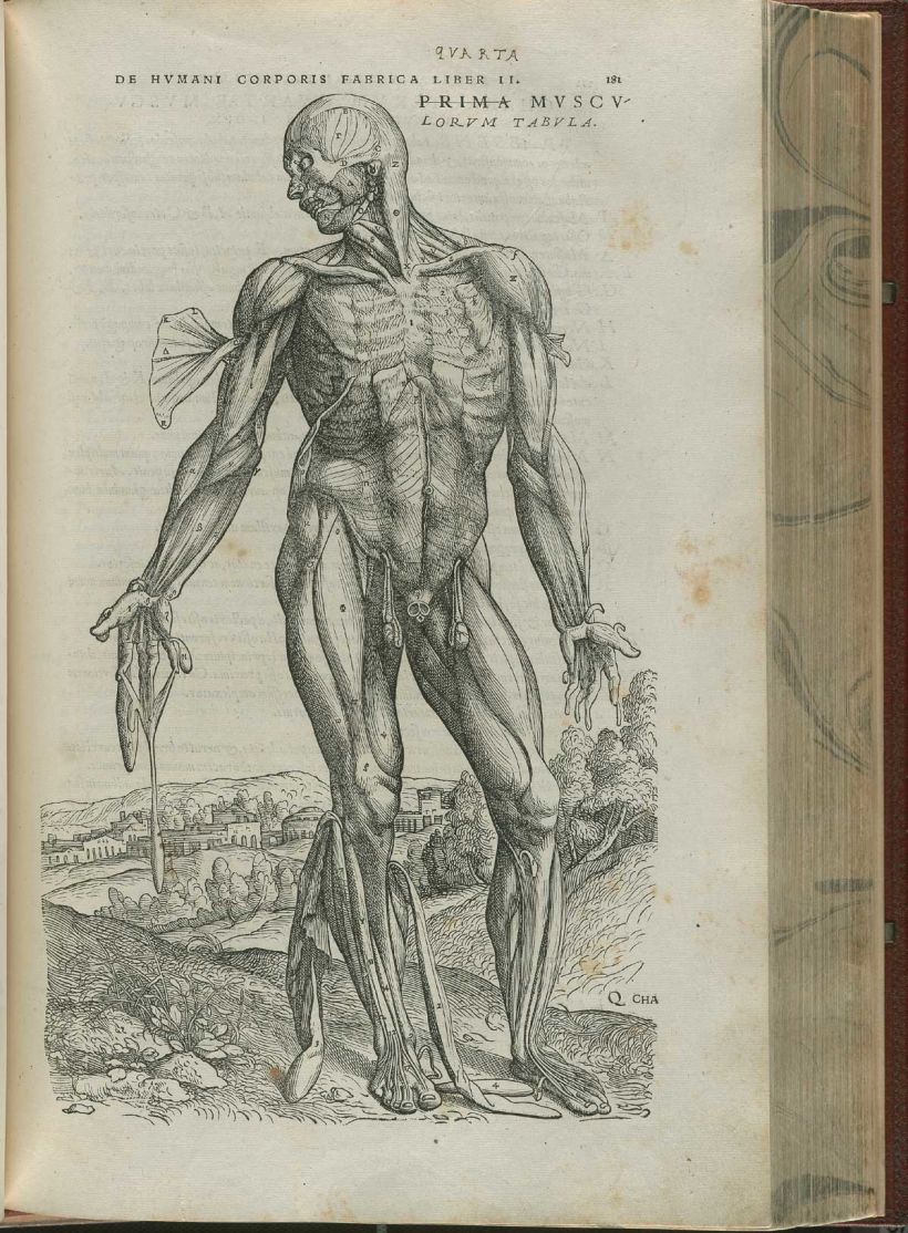 The History of Anatomical Drawing: How Illustrations Revolutionized ...