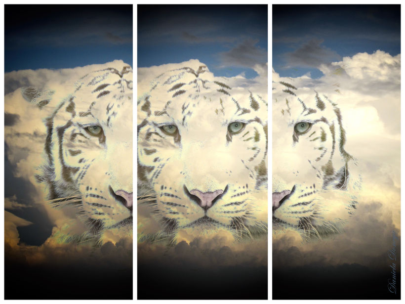 trittico tigre bianca in versione high key