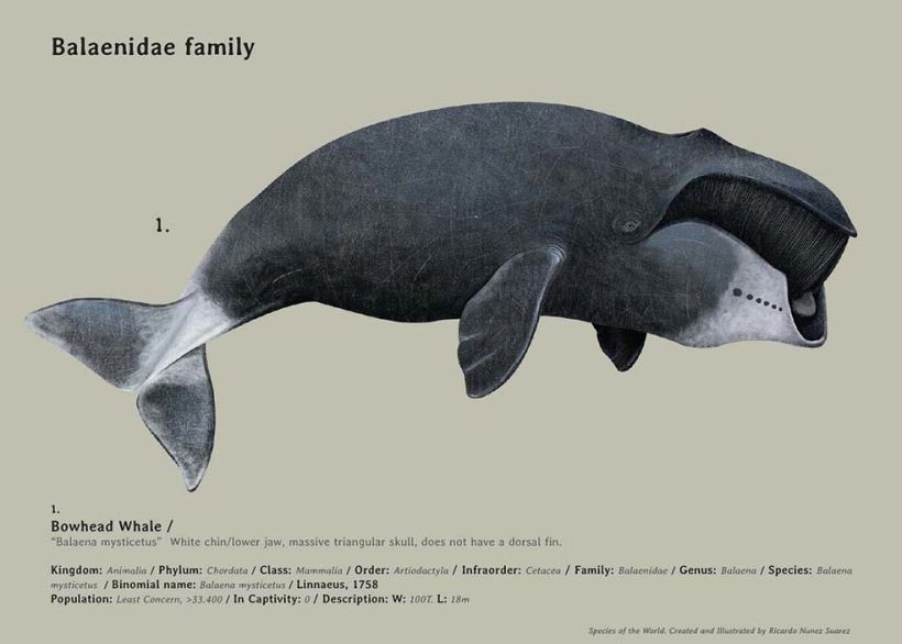Especies, Enciclopedia ilustrada de todos lo mamíferos. 4