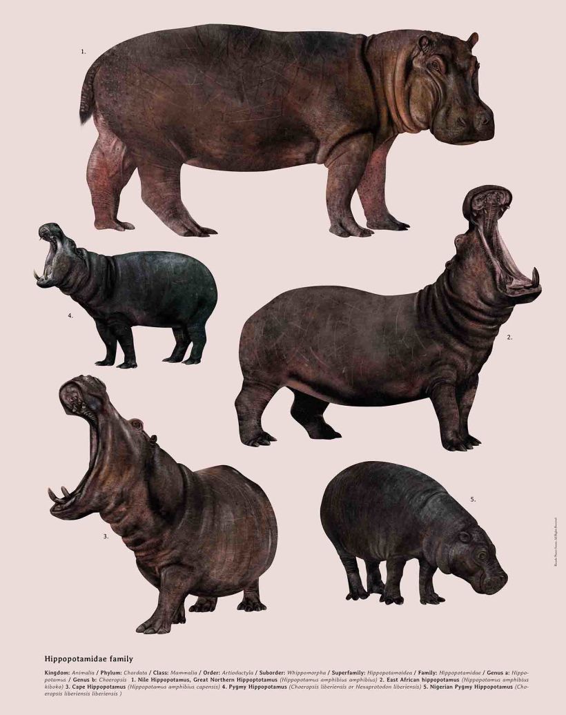 Especies, Enciclopedia ilustrada de todos lo mamíferos. 3
