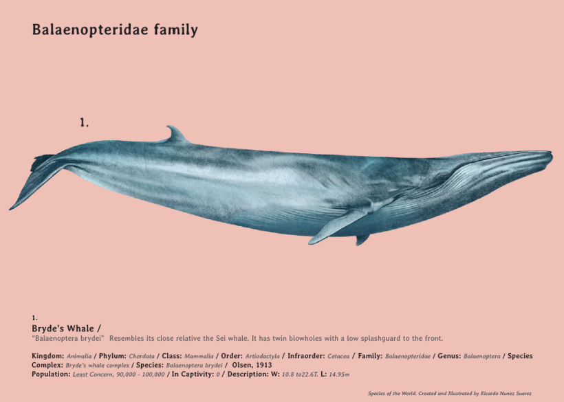 Especies, Enciclopedia ilustrada de todos lo mamíferos. 6