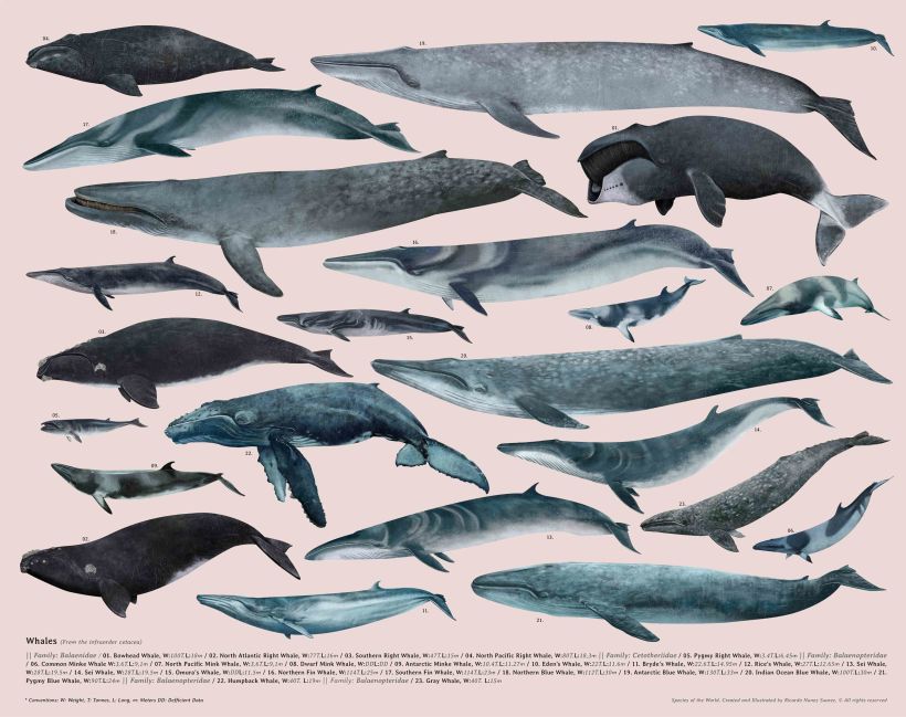 Especies, Enciclopedia ilustrada de todos lo mamíferos. 7