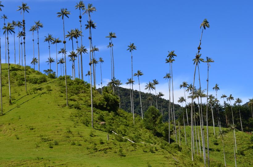 La palma de cera es el elemento que caracteriza al Valle de Cocora ubicado en Quindío.