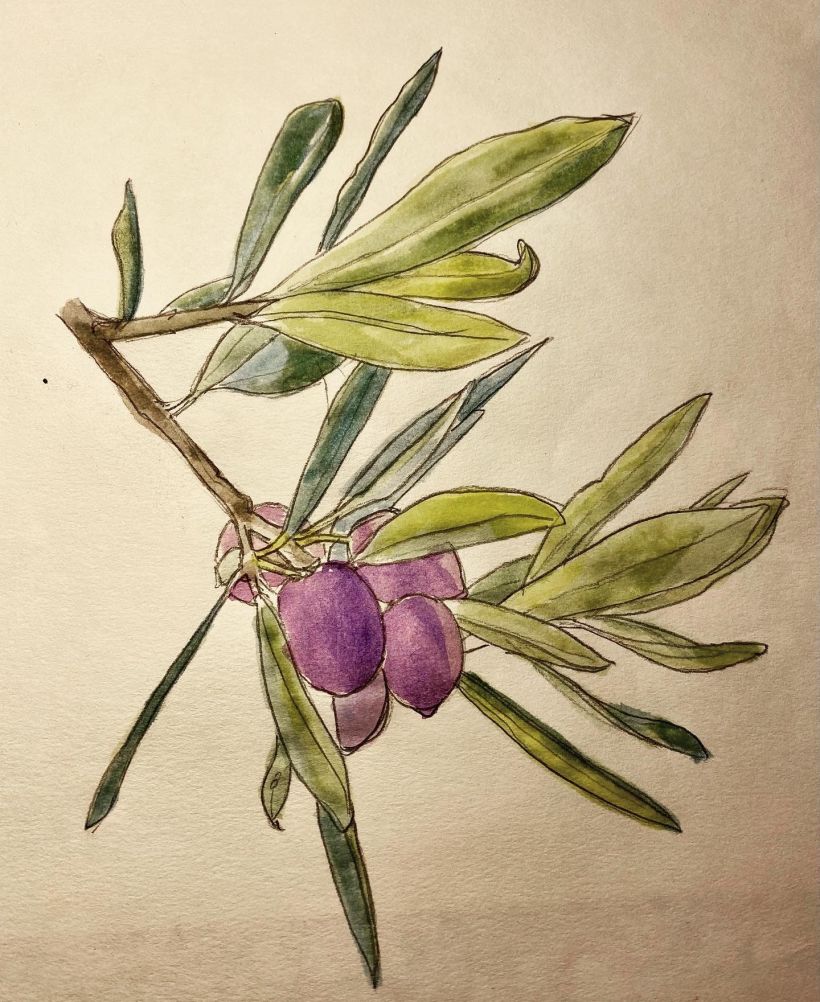 Il mio progetto del corso: Disegno botanico realistico ad acquerello 2