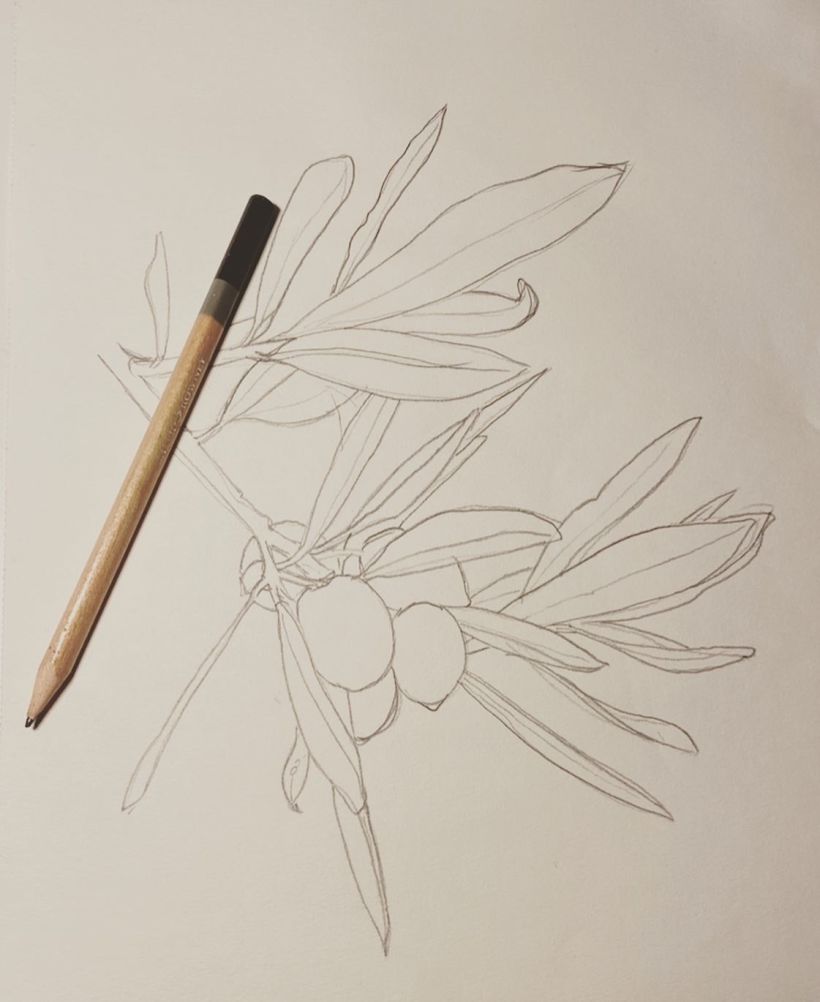 Il mio progetto del corso: Disegno botanico realistico ad acquerello 3