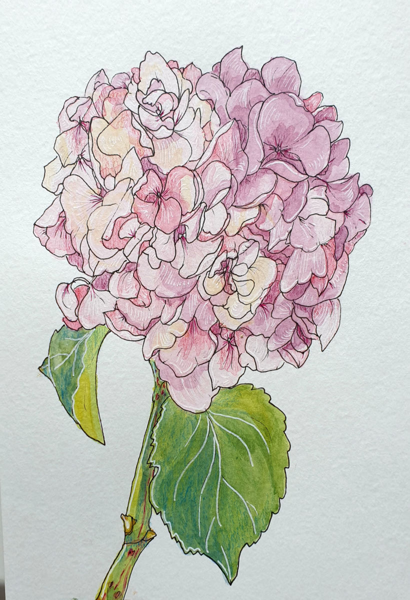 My project in Botanical Sketchbooking: A Meditative Approach course 3