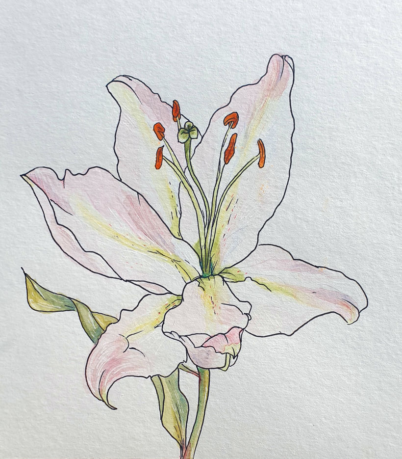 My project in Botanical Sketchbooking: A Meditative Approach course 5