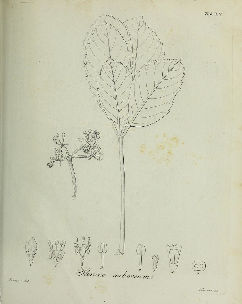 Ilustração científica de 1836. Wiki Commons