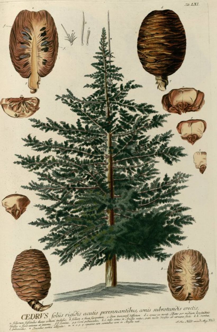 Antiga ilustração científica do alemão Ferdinand Christian Ehret, jardineiro e desenhista botânico