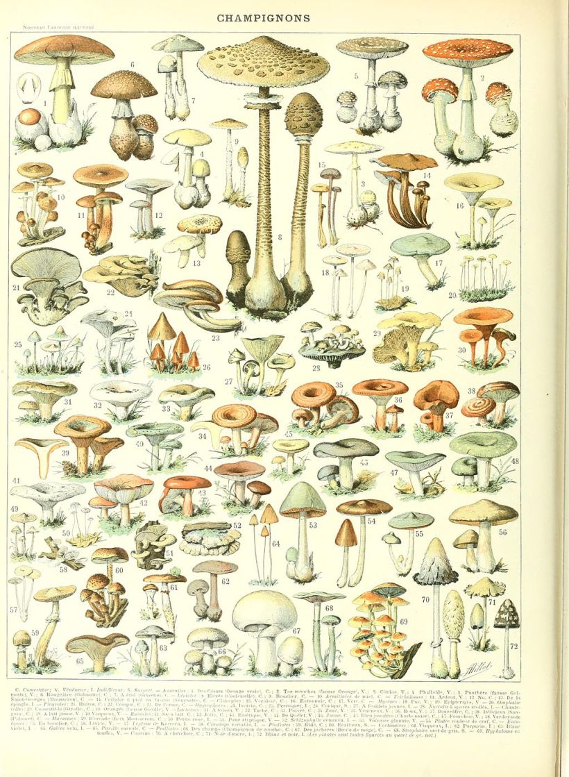 Ilustração Larousse de cogumelos, por Adolphe Millot