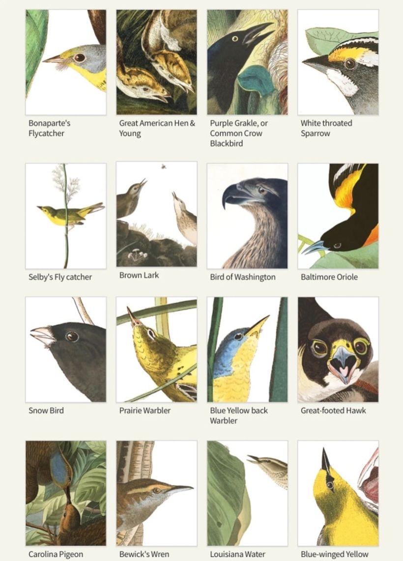 Quelques-unes des aquarelles d'oiseaux que vous pouvez télécharger.