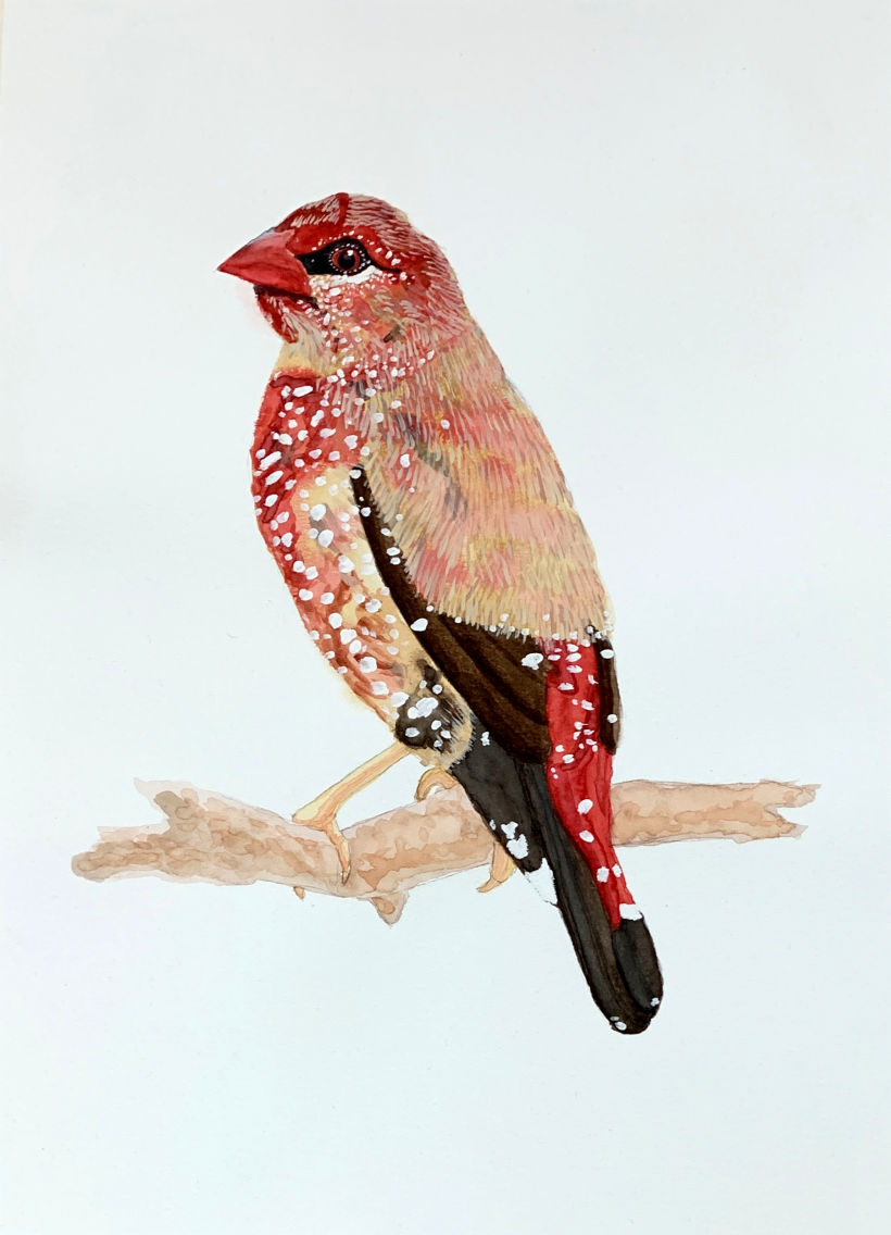 Red bird with freckles