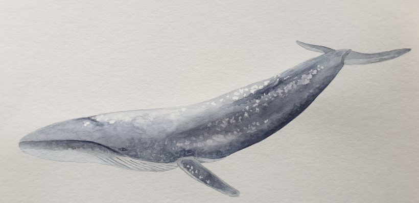 ORCA, Whale Breaching, Pencil Drawing, Wildlife, Marine Life, Ocean