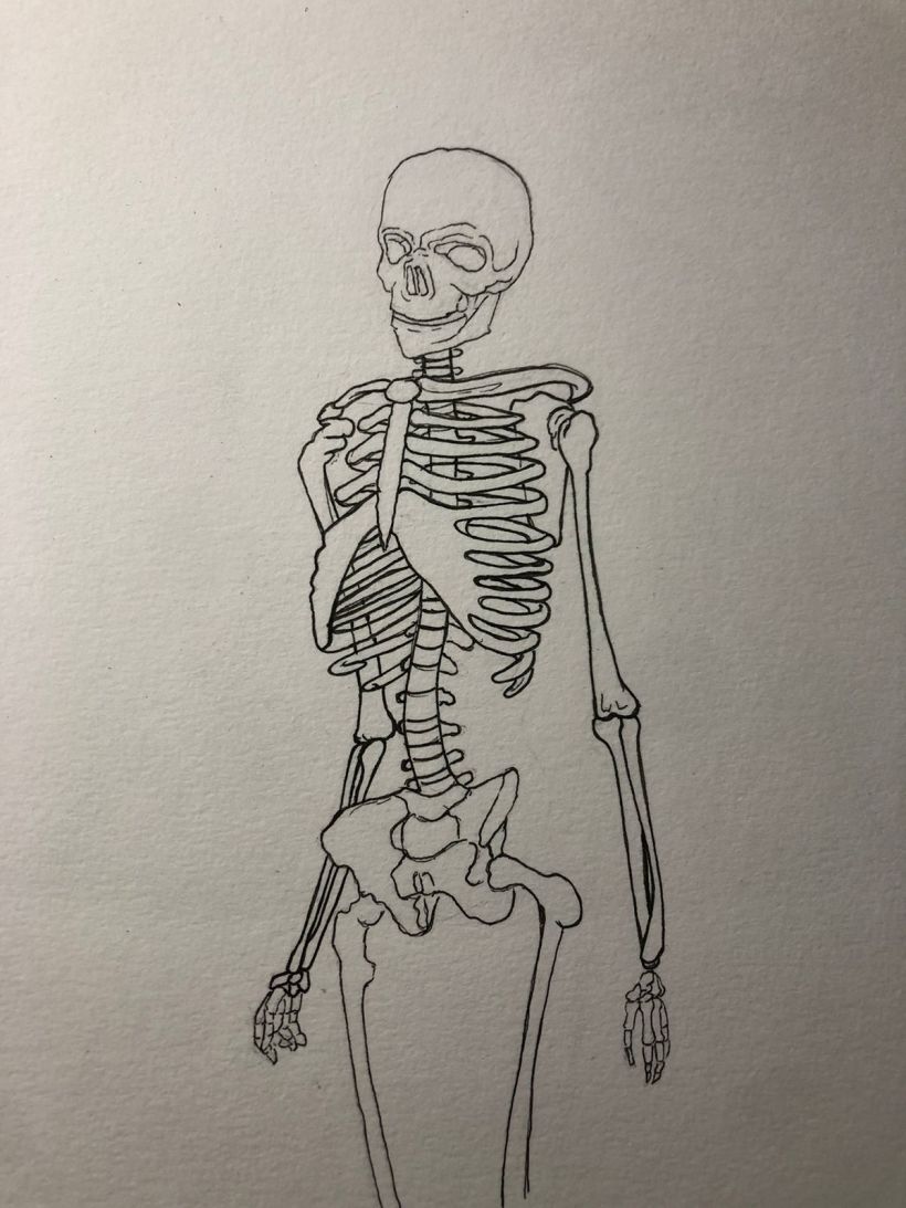 El esqueleto humano y sus formas