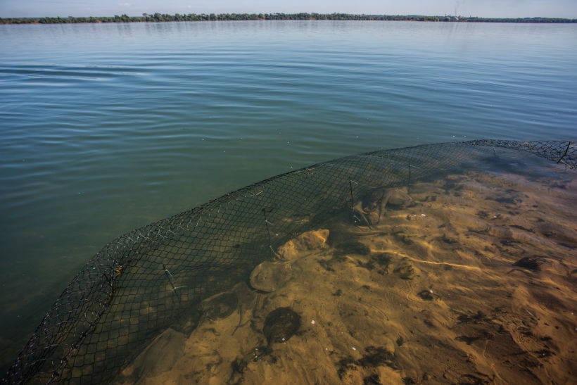 Cerco de contenção das raias capturadas na margem do Rio Paraná para coleta de dados.