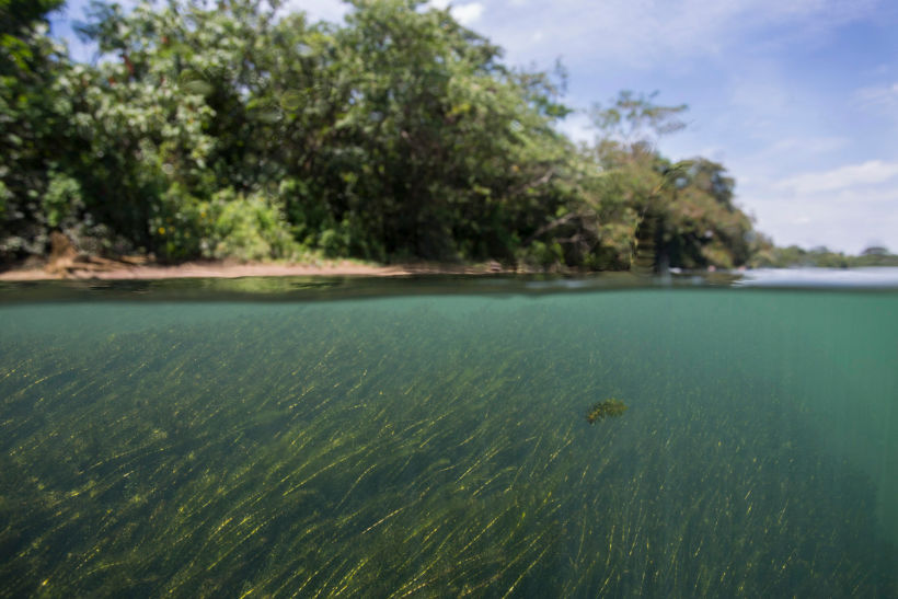 Vegetação subaquática da mata ciliar do Rio Paraná.