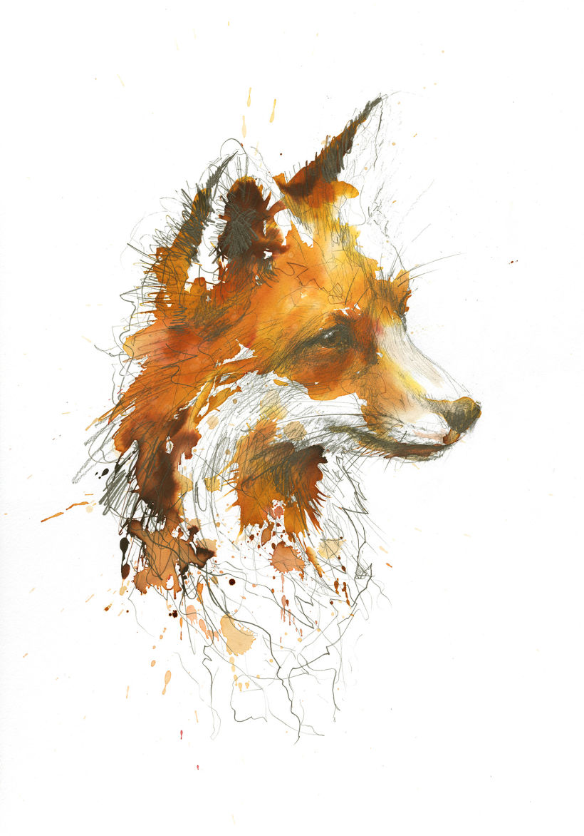 The Solitary Fox (with timelapse video) 2