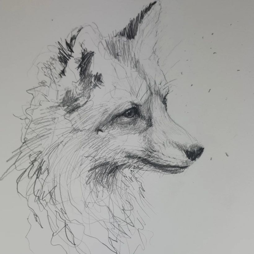 The Solitary Fox (with timelapse video) 3