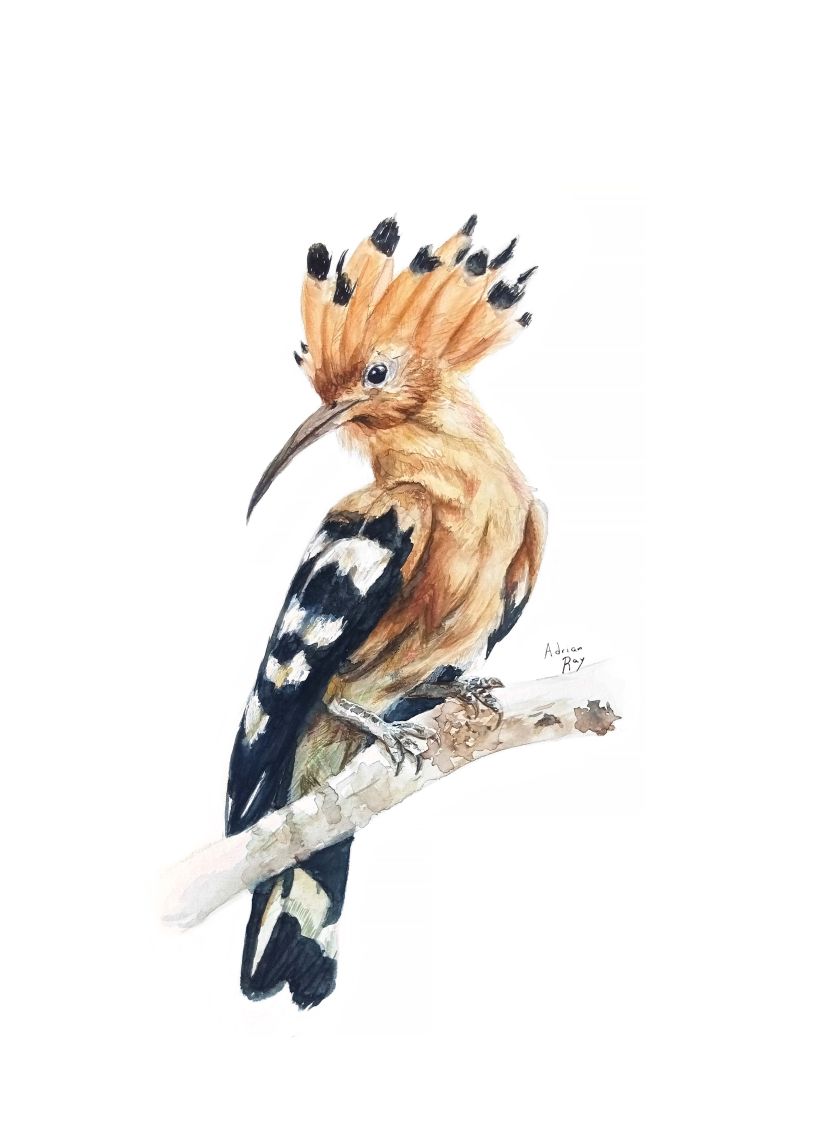 Mi Proyecto del curso: Ilustración naturalista de aves con acuarela 3