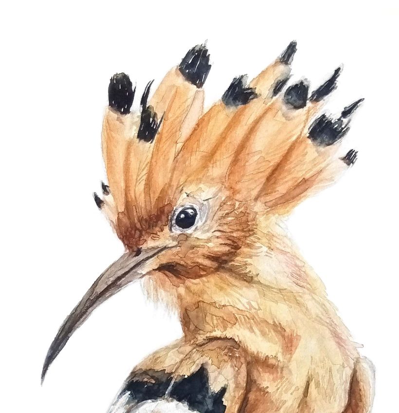 Mi Proyecto del curso: Ilustración naturalista de aves con acuarela 4