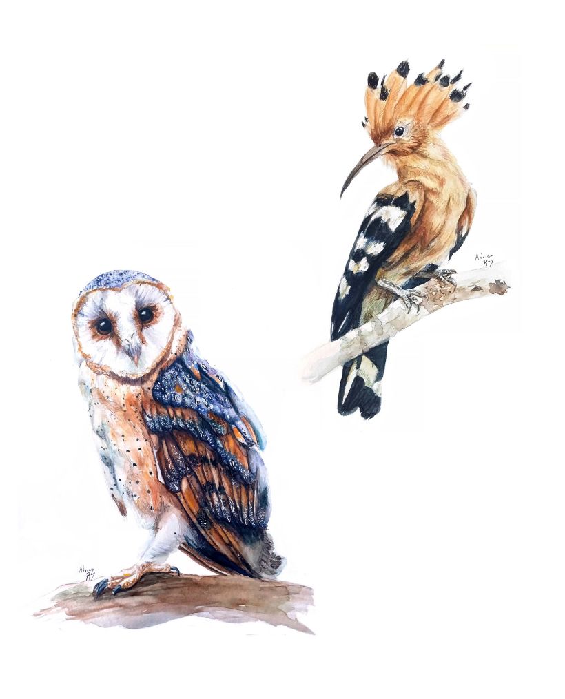 Mi Proyecto del curso: Ilustración naturalista de aves con acuarela 2