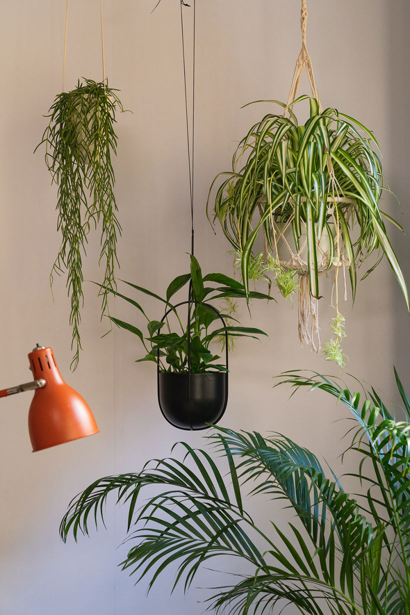 hanging plants to keep your precious floorspace empty and decorate above low seating